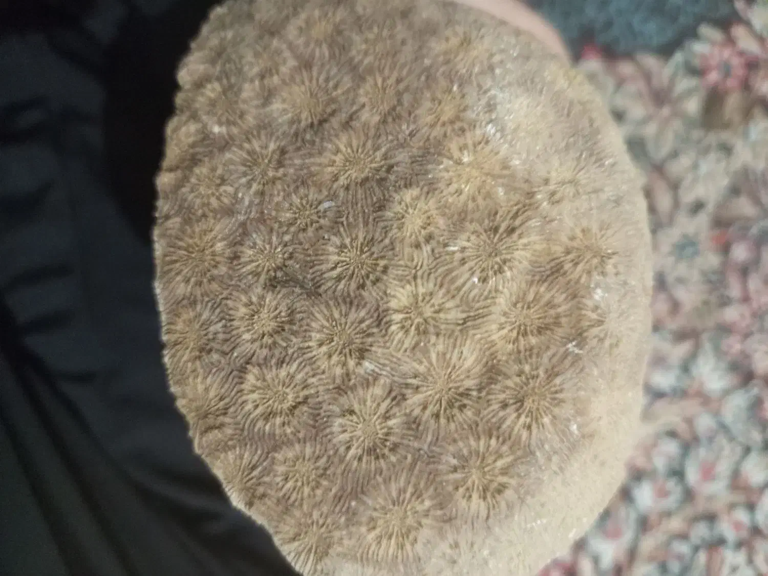 فسیل مرجان زیبا|جواهرات|بافت, |دیوار