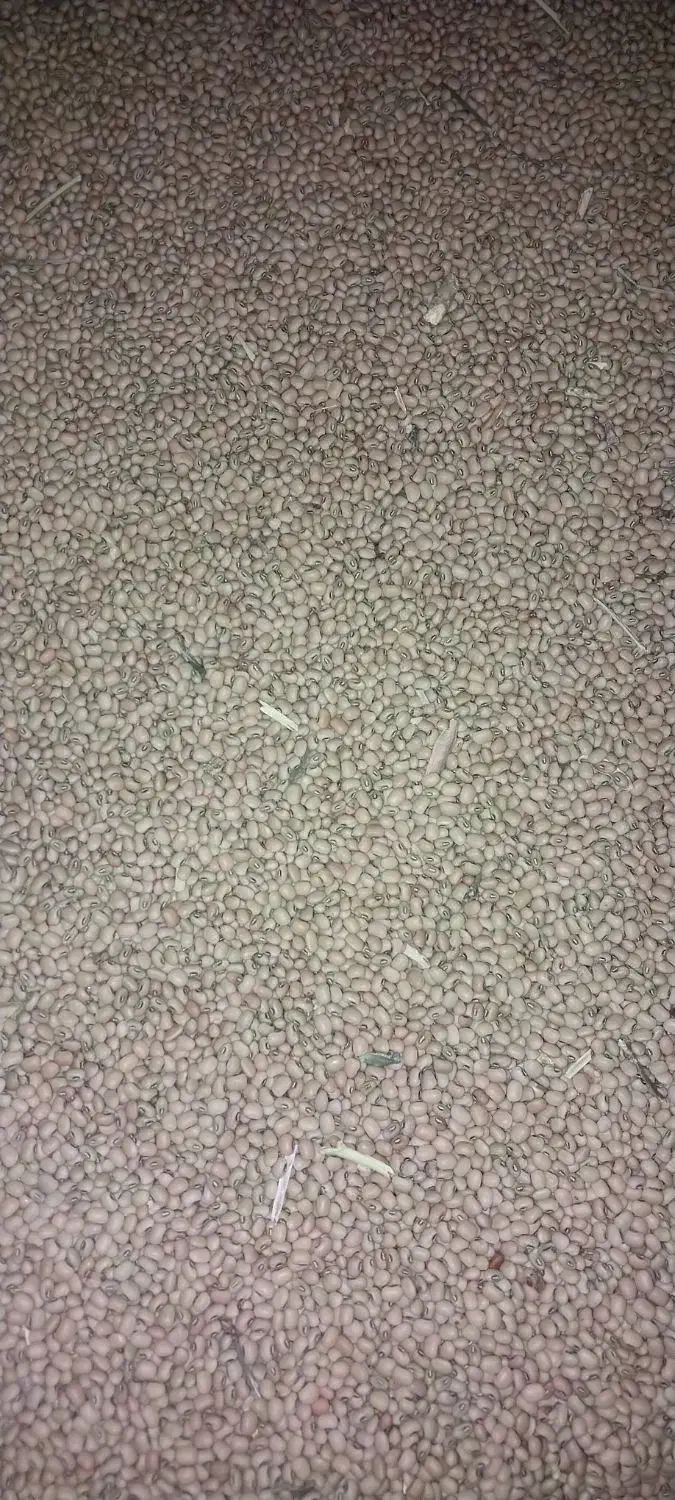 لوبیا قرمز|عمده‌فروشی|رودبار (کرمان), |دیوار