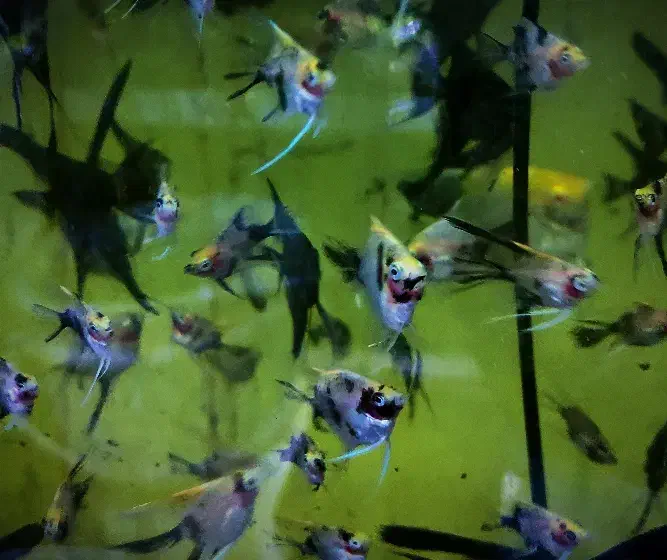 *آنجل باله بلند*|ماهی|تبریز, |دیوار