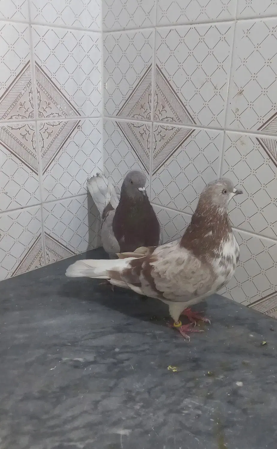 دلیلاگهیمکمبودجاسمستعجریمبیشترشوندونه۳۰۰|پرنده|بابل, |دیوار