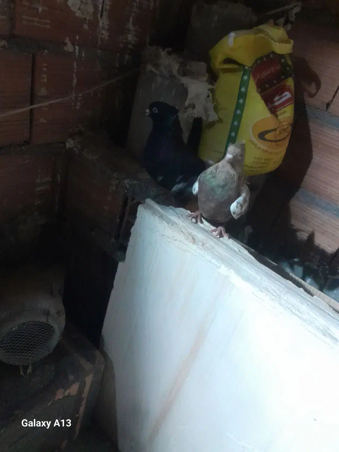 کبوتر پرنده|پرنده|شیروان (خراسان), |دیوار