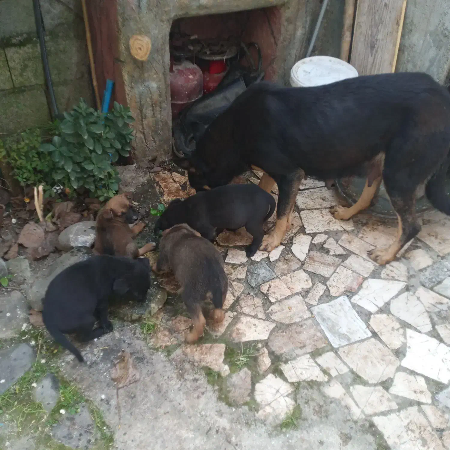 تعداد سه توله از نژاددوبروسراب دوماده ویک نر|سگ|املش, |دیوار