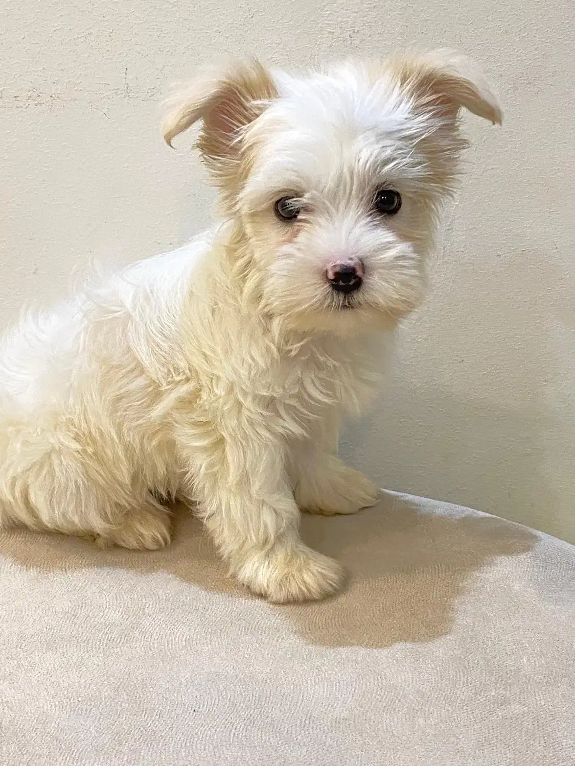 مالتیپو جنسیت ماده|سگ|رشت, چله خانه|دیوار