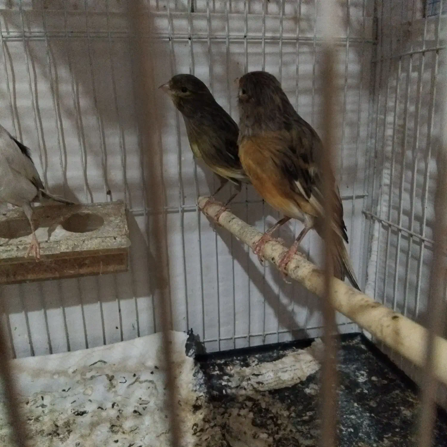 قناری وفنچ|پرنده|شیروان (خراسان), |دیوار