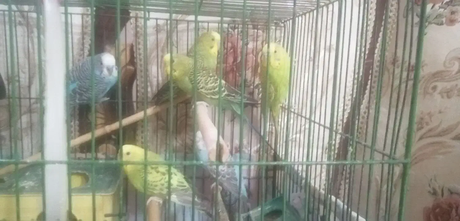 مرغ عشق|پرنده|قرچک, باقرآباد|دیوار