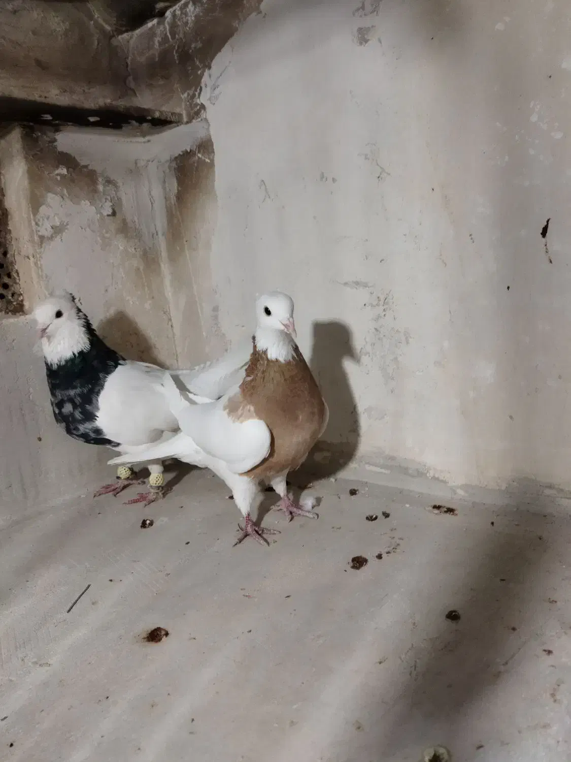 کبوترطوقی هفرنگ جفتی به شرط تخم|پرنده|اقبالیه, |دیوار