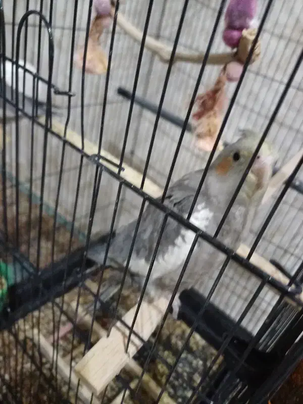 ۰ع۰|پرنده|شاهینشهر, حافظ جنوبی|دیوار