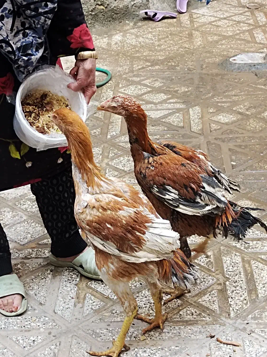 جوجه خروس لاری اصل ذات دار|حیوانات مزرعه|زاوه, |دیوار