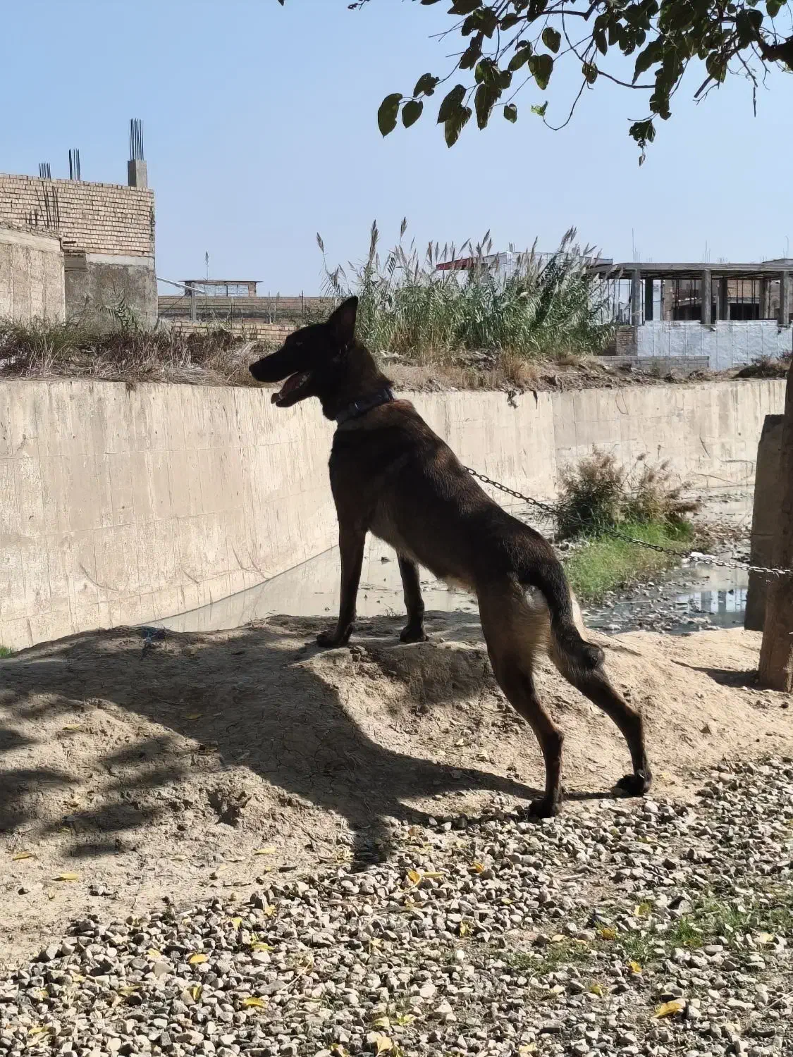 سگ مالینویز اصل|سگ|آزادشهر, |دیوار