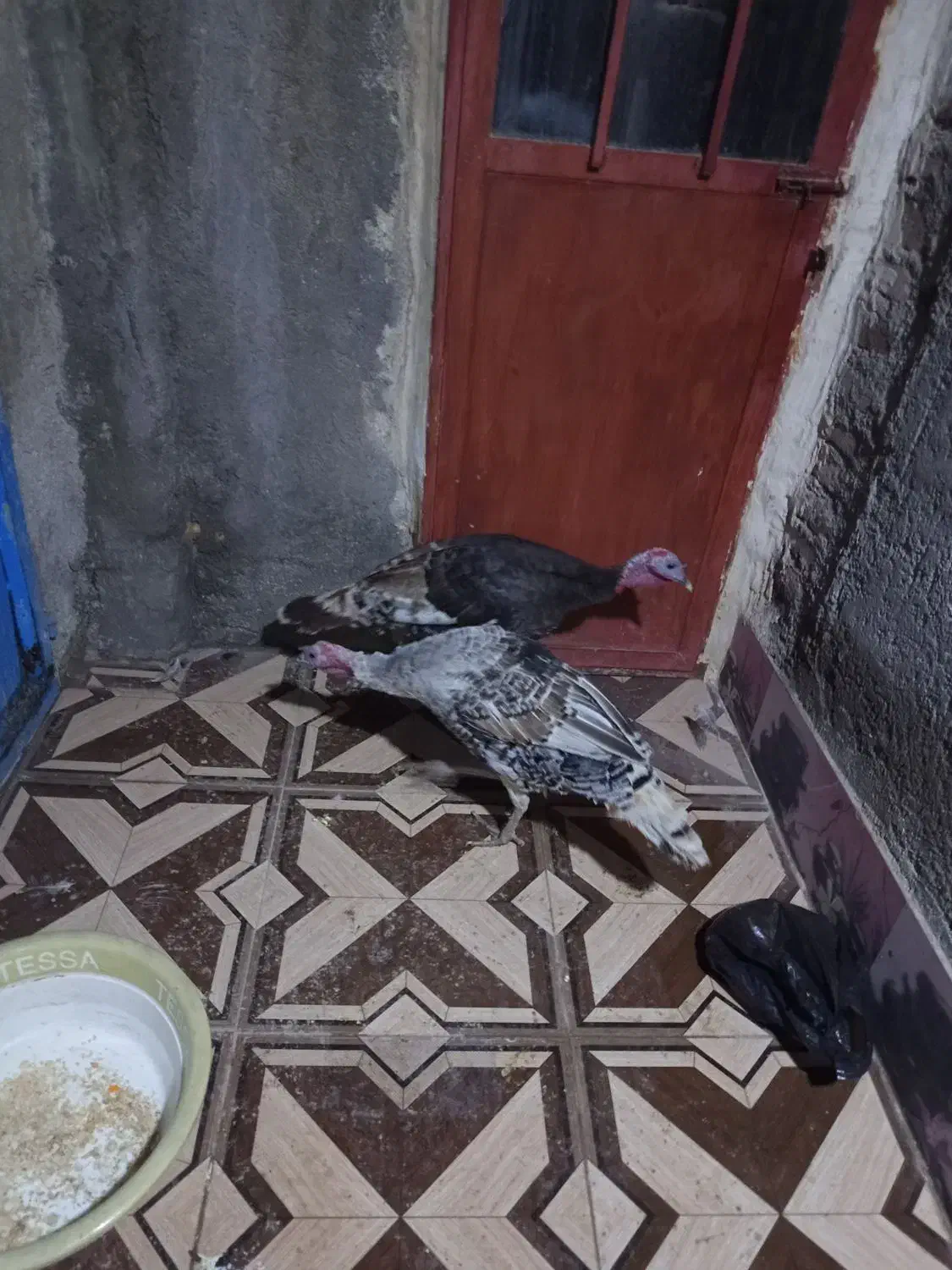 دو تا  بوقلمون|حیوانات مزرعه|سرپل ذهاب, |دیوار