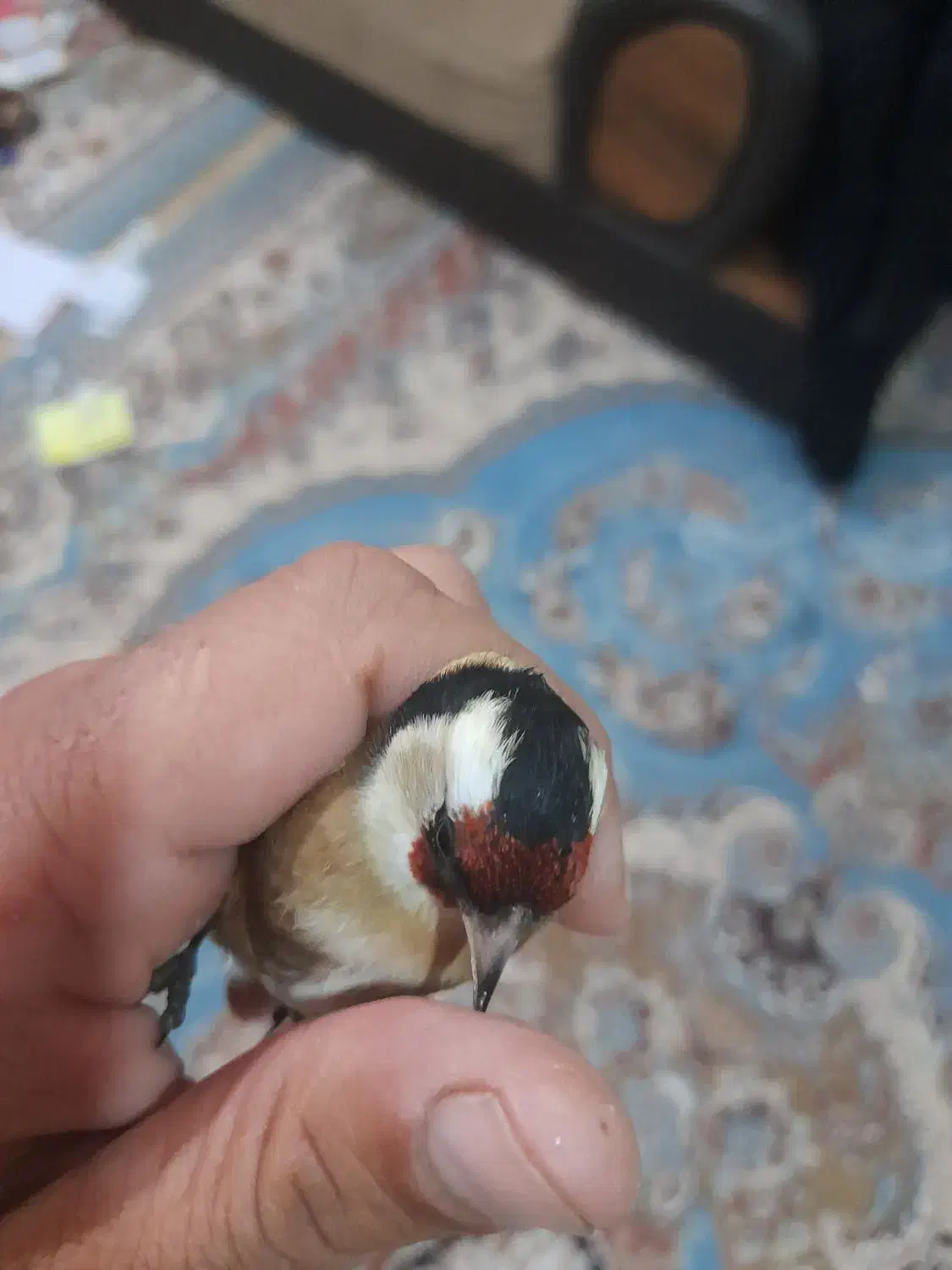 سهره تازه گیر|پرنده|دورود, |دیوار