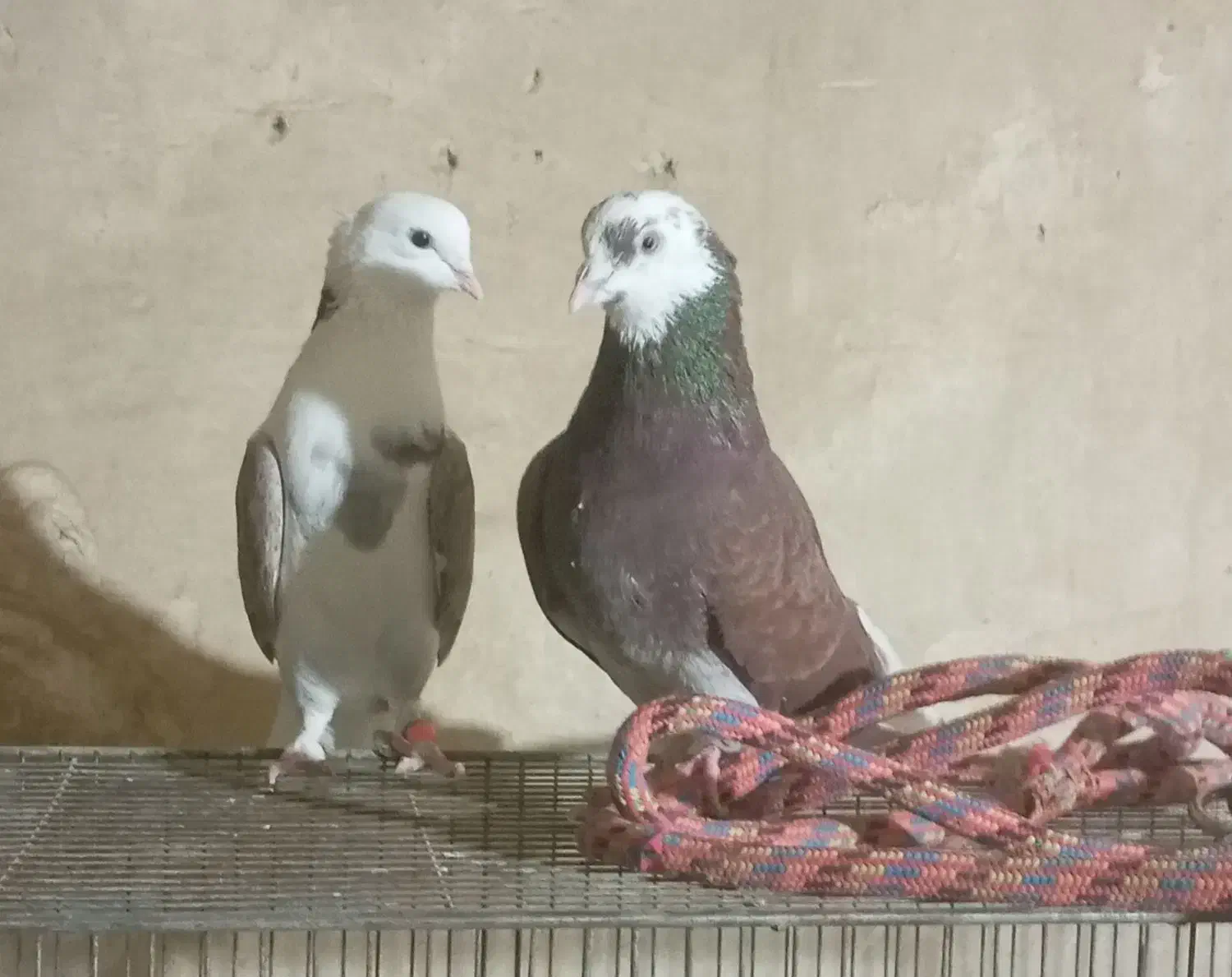 یک جفت شازده ساعت سنگین|پرنده|ایلام, |دیوار