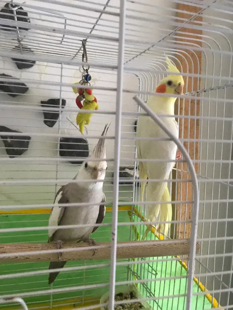 فروش دو عروس هلندی|پرنده|خرمآباد (تنکابن), |دیوار