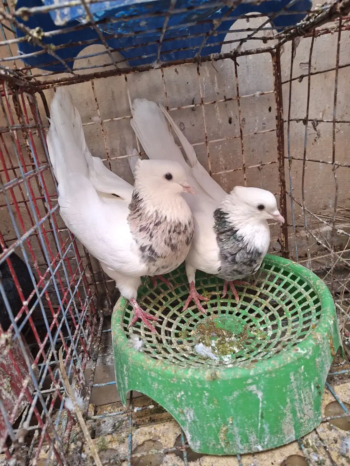 کبوتر طوقی|پرنده|امیدیه, |دیوار