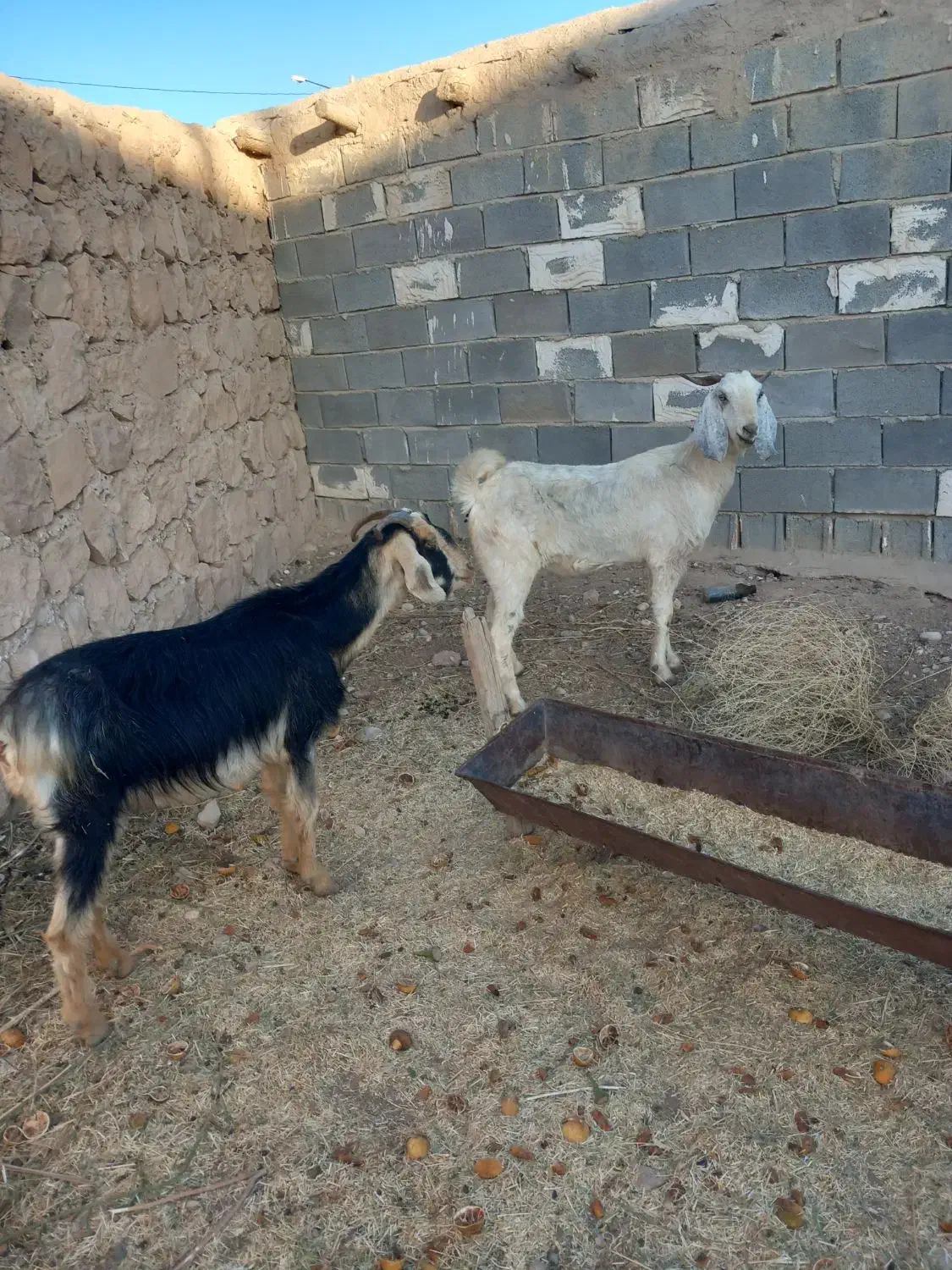 بز گله ای|حیوانات مزرعه|جهرم, |دیوار