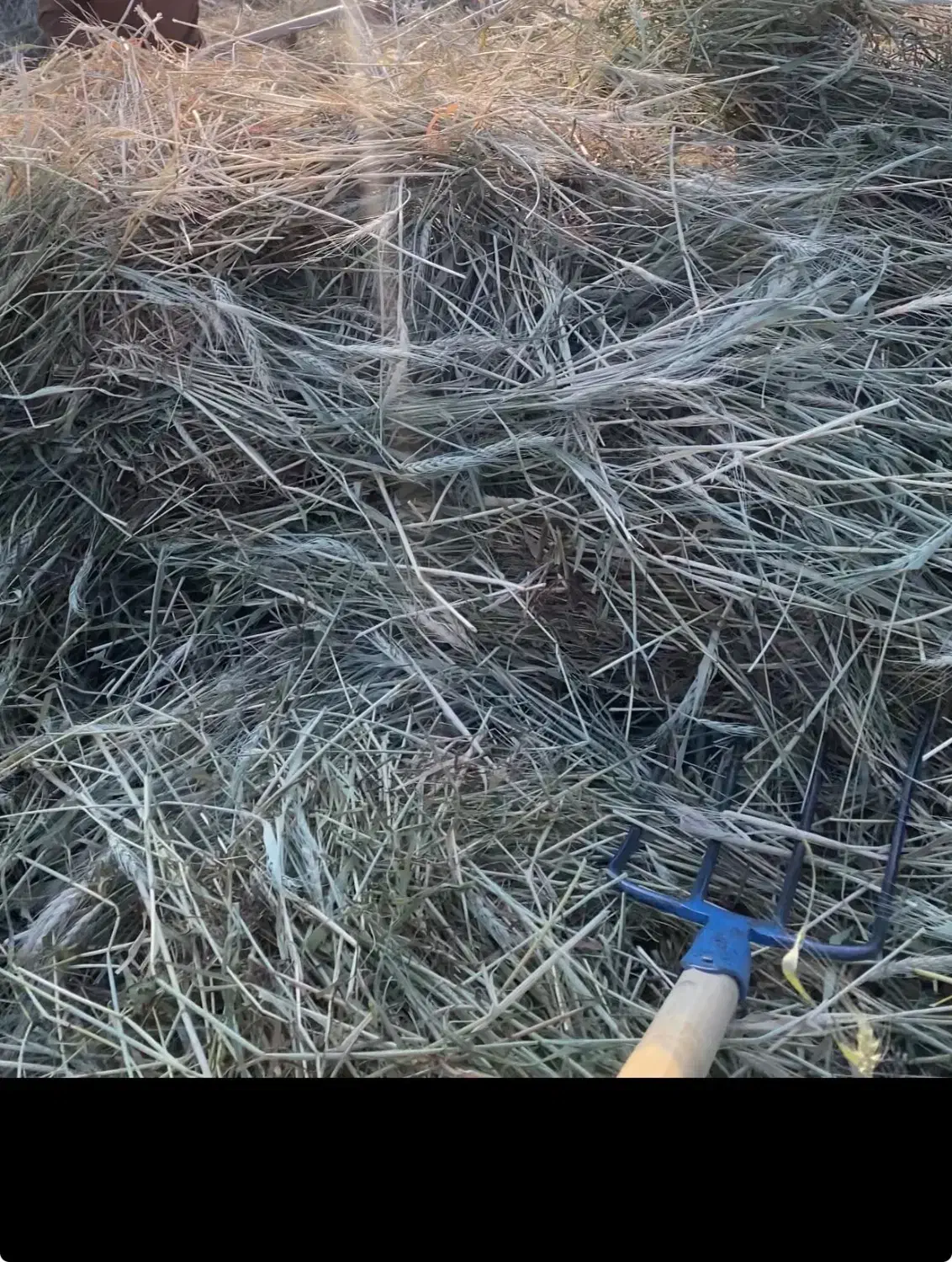 گیاه درجه یک جار|لوازم جانبی حیوانات|بانه, |دیوار