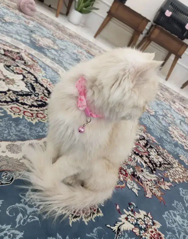 گربه پرشین|گربه|تهران, آرژانتین|دیوار