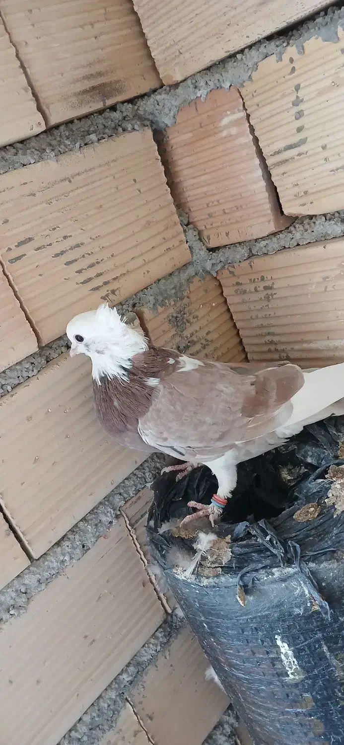 کبوتر پرشی|پرنده|بدره, |دیوار