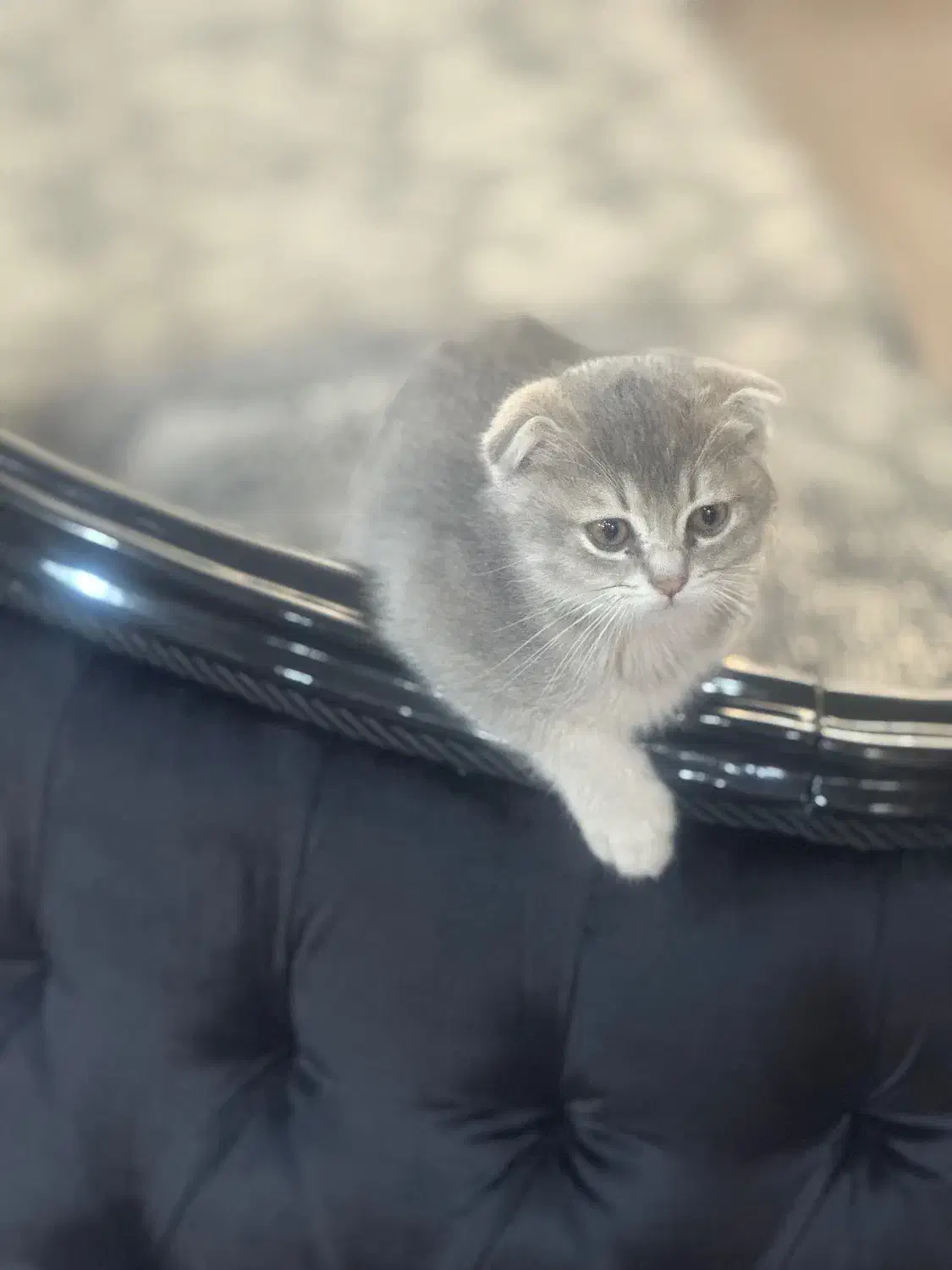 اسکاتیش فولد|گربه|تهران, کوی فراز|دیوار