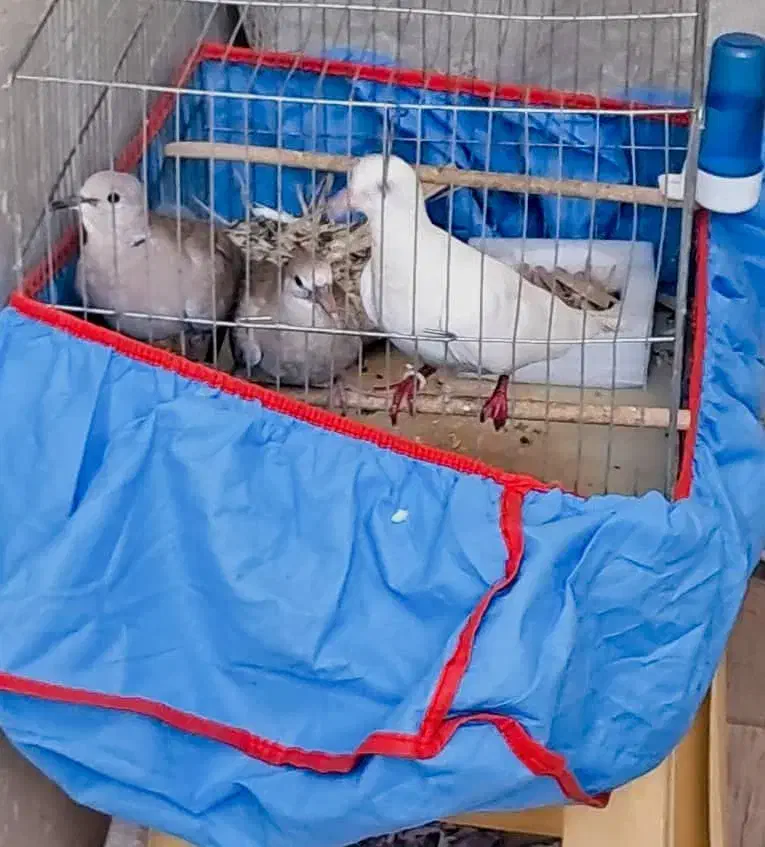 کبوتر|پرنده|خورموج, |دیوار