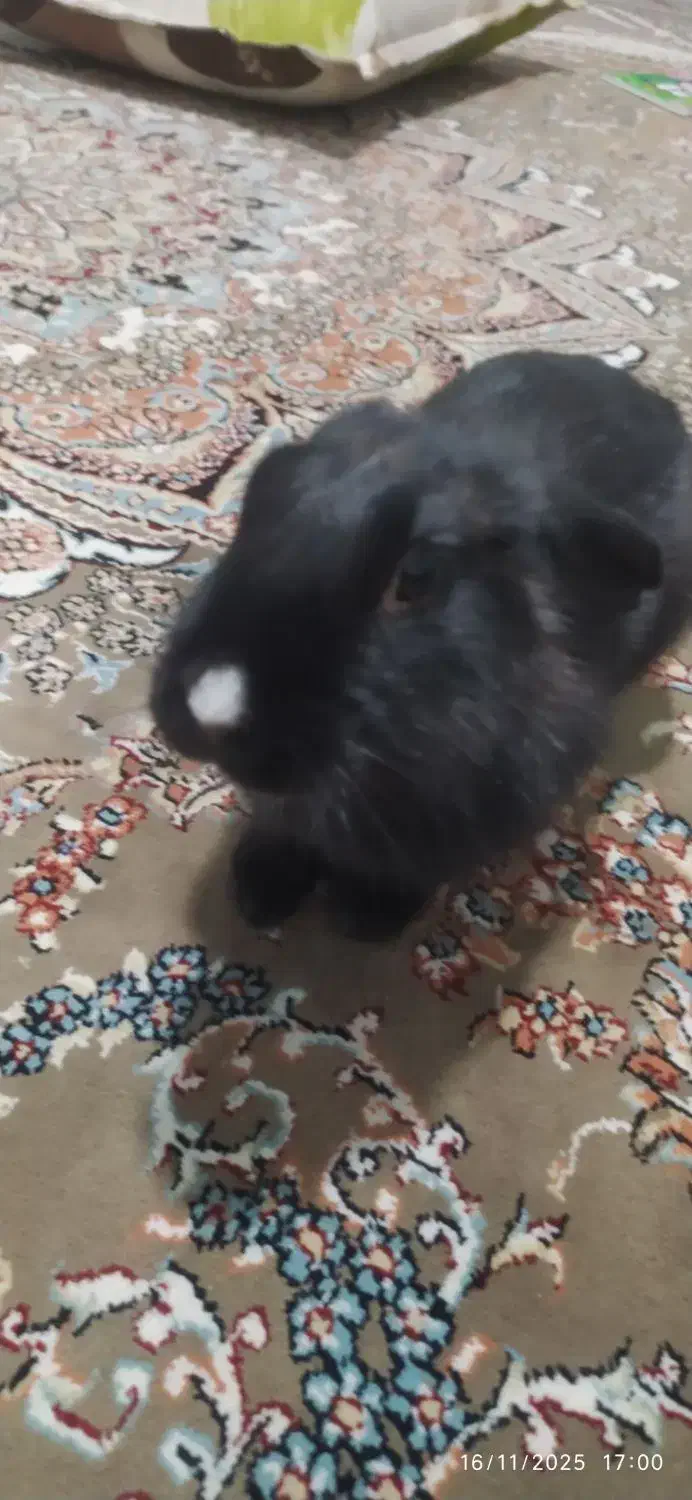 خرگوش بازیگوش|موش و خرگوش|بیرجند, |دیوار