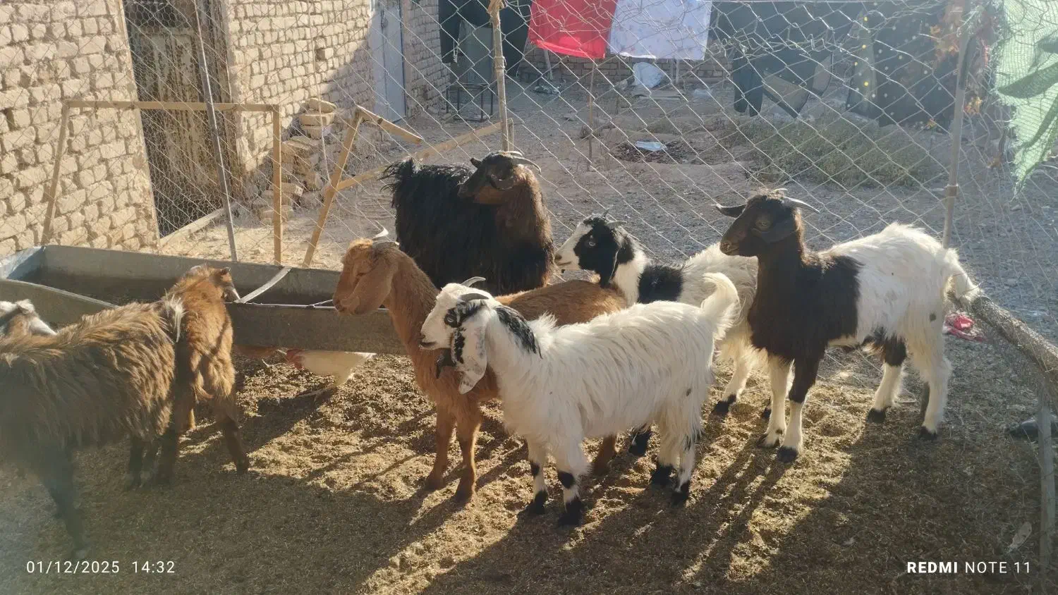 6عددبزغاله|حیوانات مزرعه|بردسکن, |دیوار