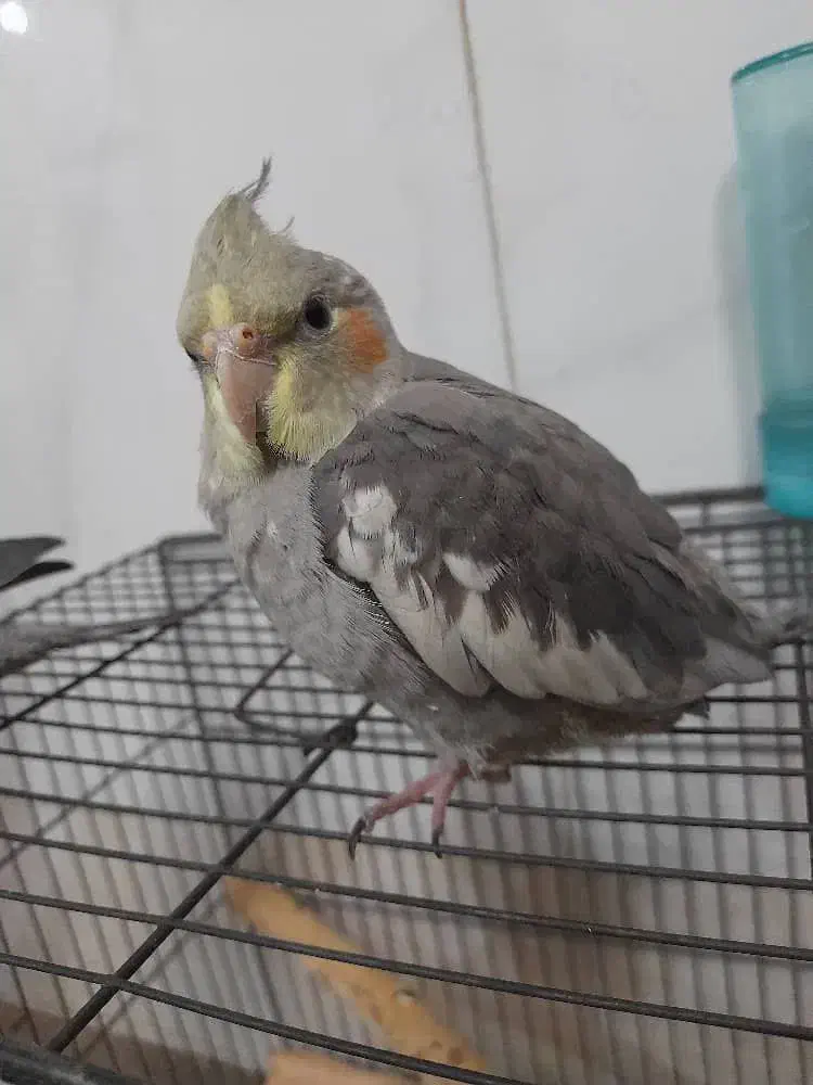 عروس هلندی|پرنده|قم, شهرک فاطمیه|دیوار