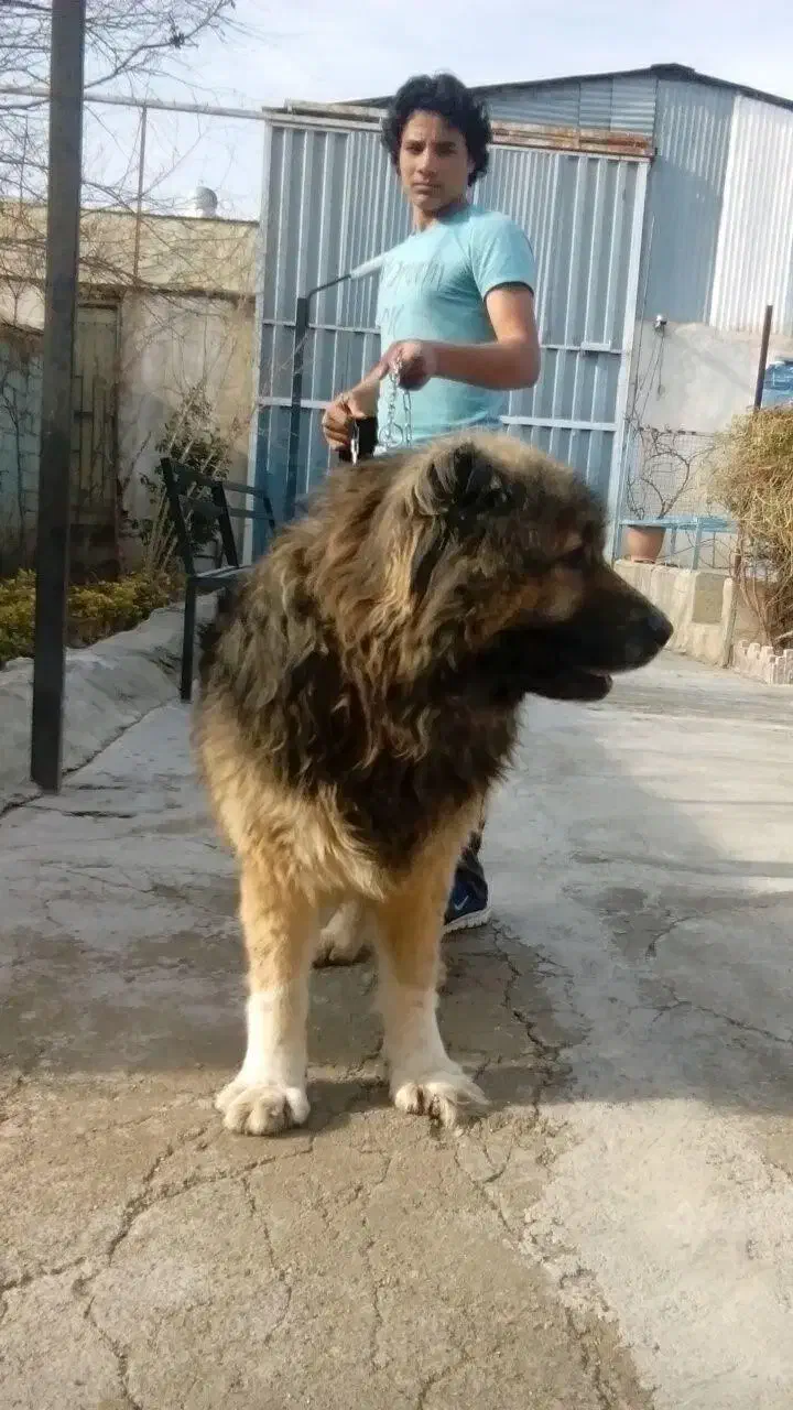 سگ سرابی سنگین وزن|سگ|شیراز, بیمارستان غدیر|دیوار