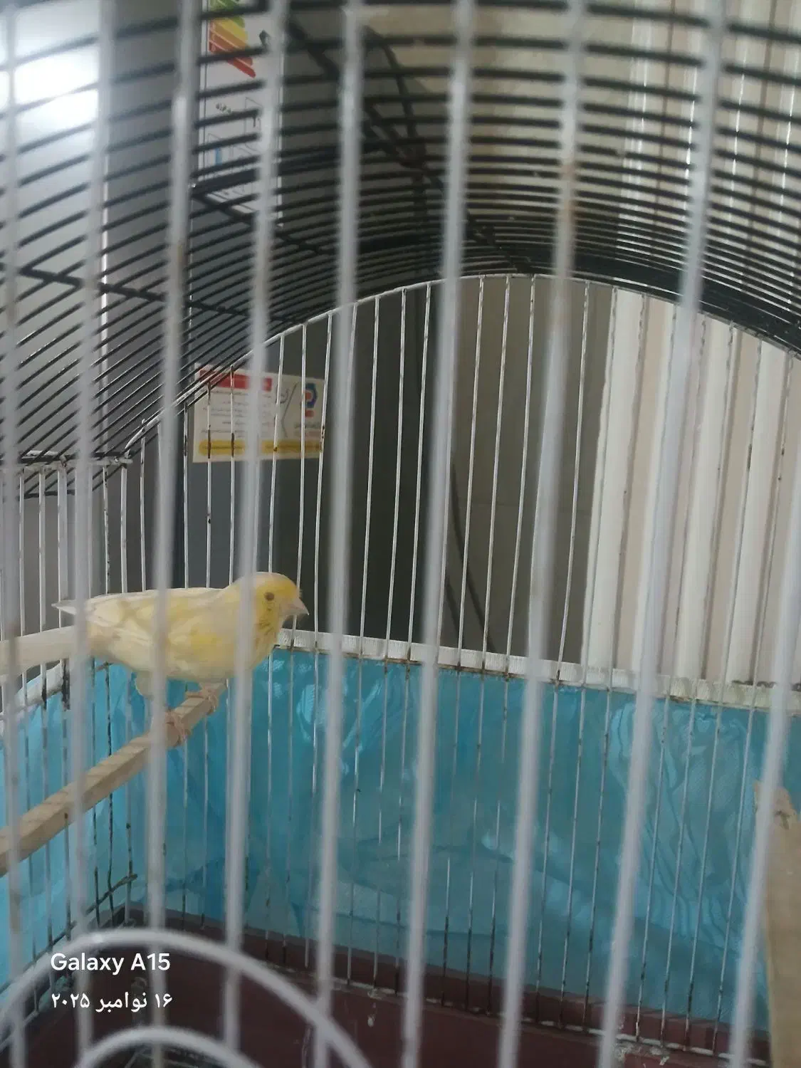 قناری ماده|پرنده|نسیم‌شهر, |دیوار