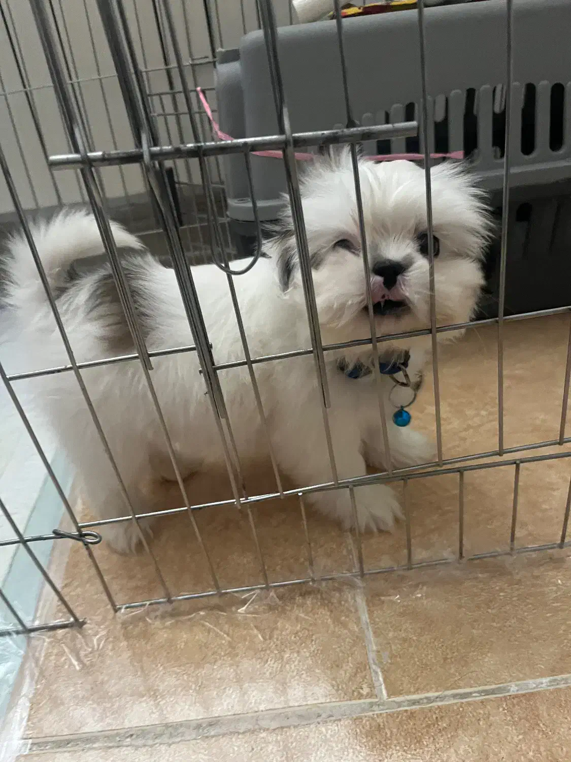 سگ شیتزو سوپر فلت|سگ|یزد, |دیوار