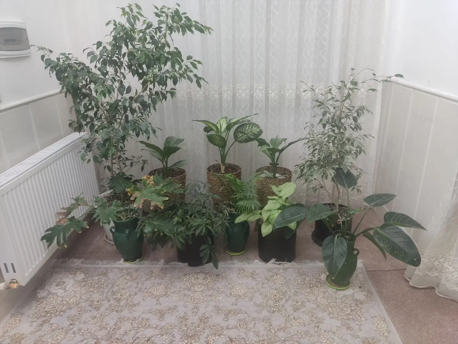 گل و گلدان|گل و گیاه طبیعی|اردکان, |دیوار