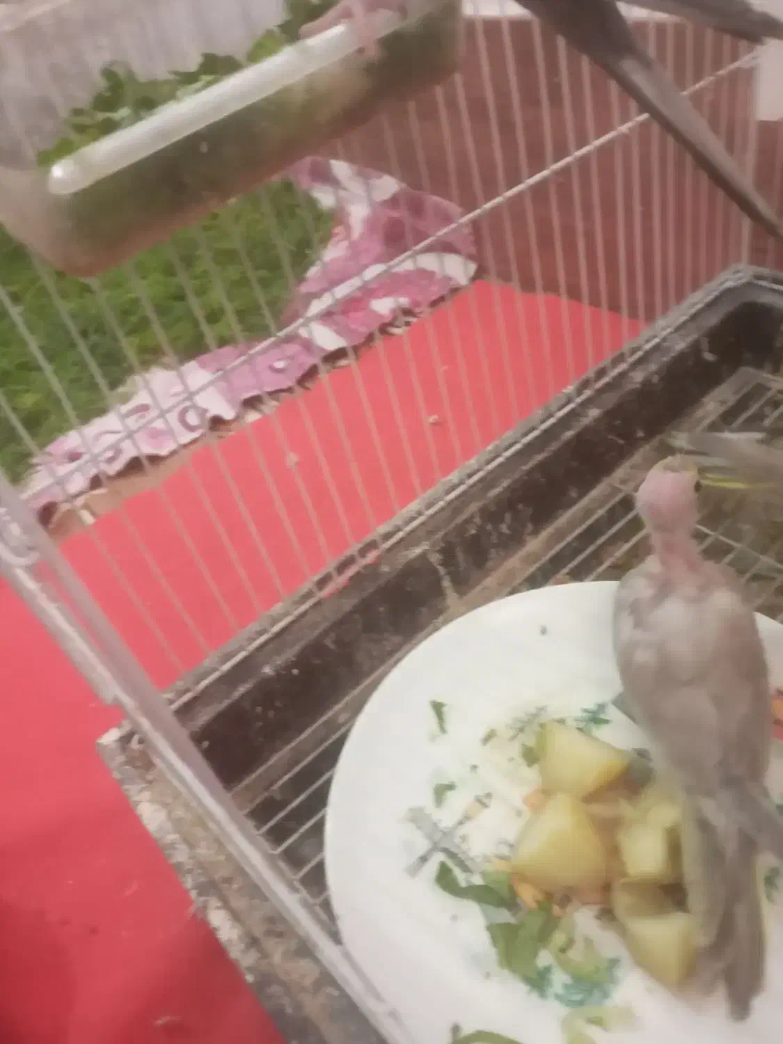 ۴تا جوجه عروس تقریبا دون خور شدن|پرنده|سبزوار, طبرسی (جعفرآباد)|دیوار