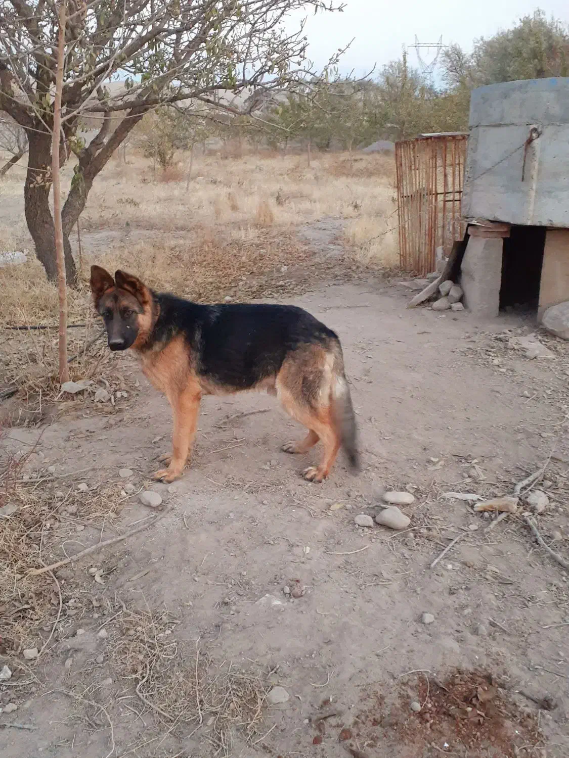 سگ ژرمن شیپرد اصیل|سگ|تبریز, |دیوار