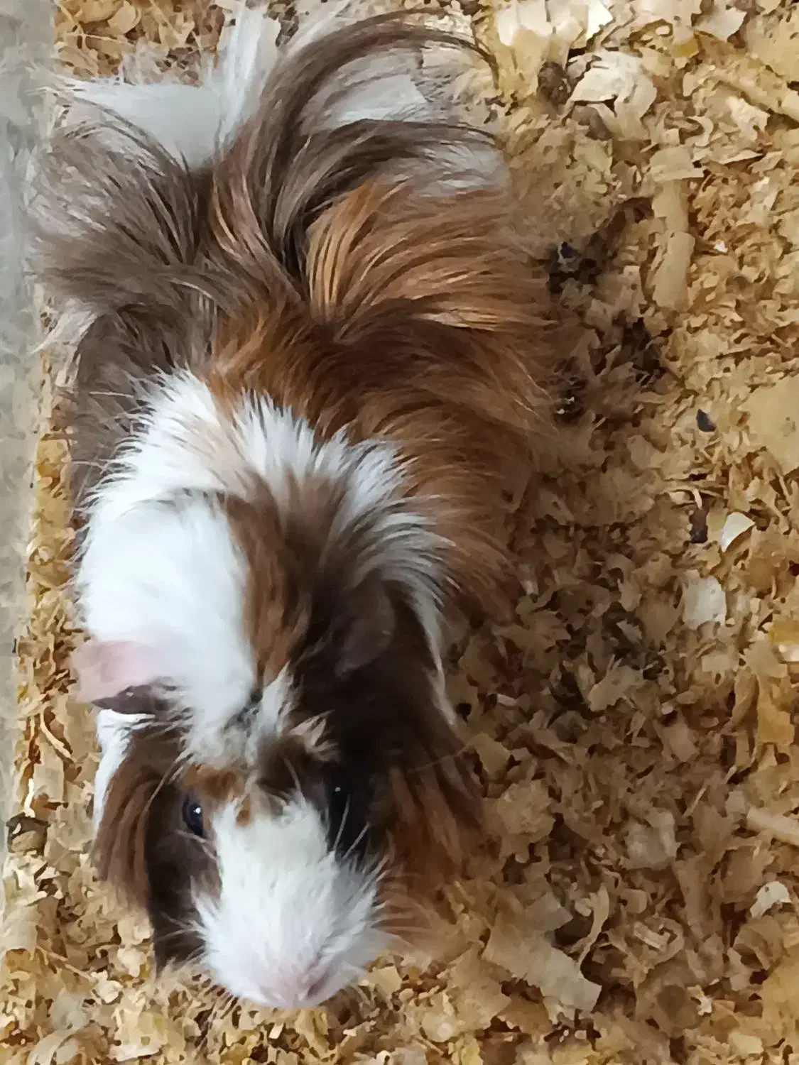 خوکچه هندی|موش و خرگوش|کیش, |دیوار