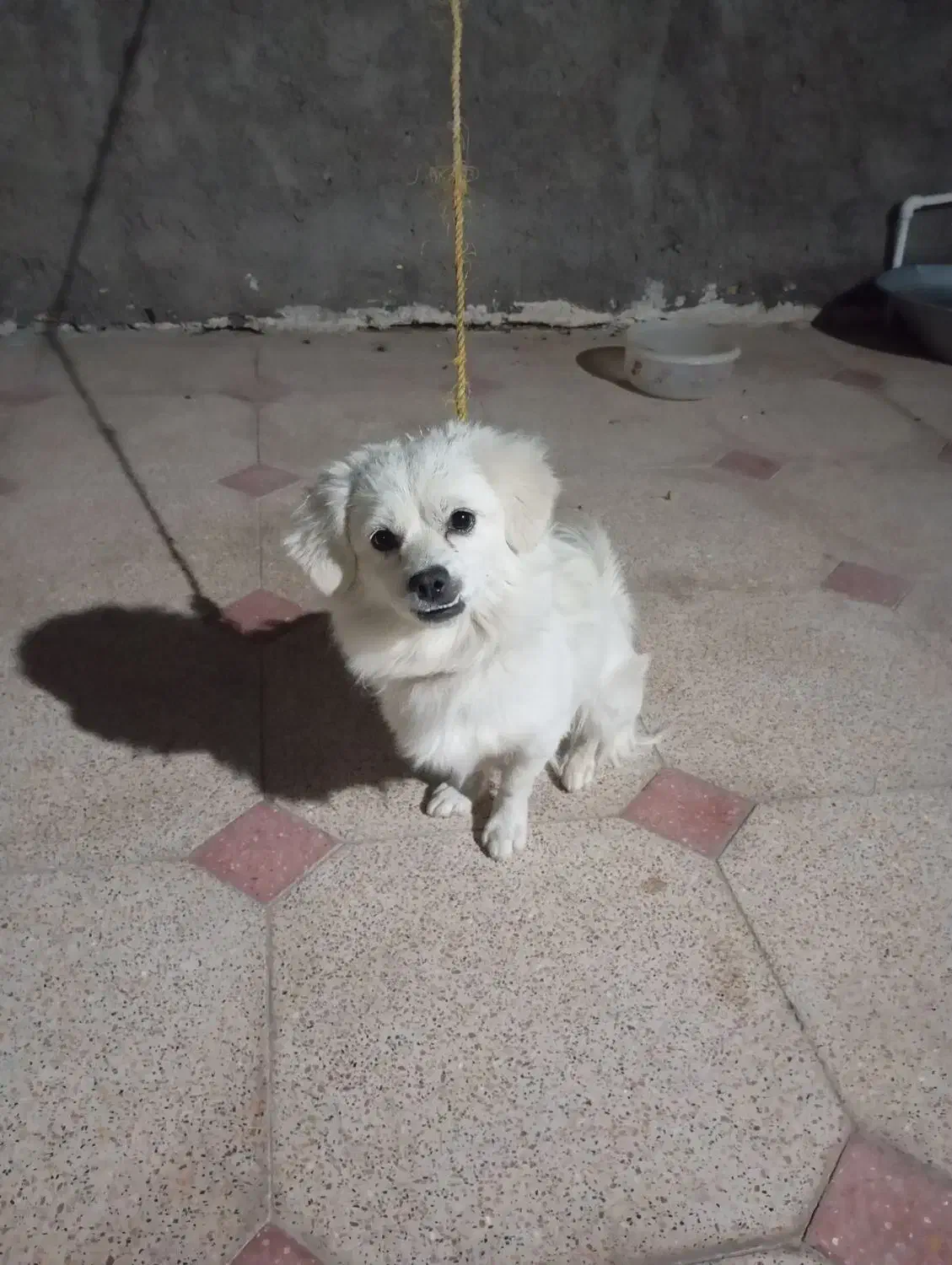 سگ پاکوتا شیتزو|سگ|بم, |دیوار