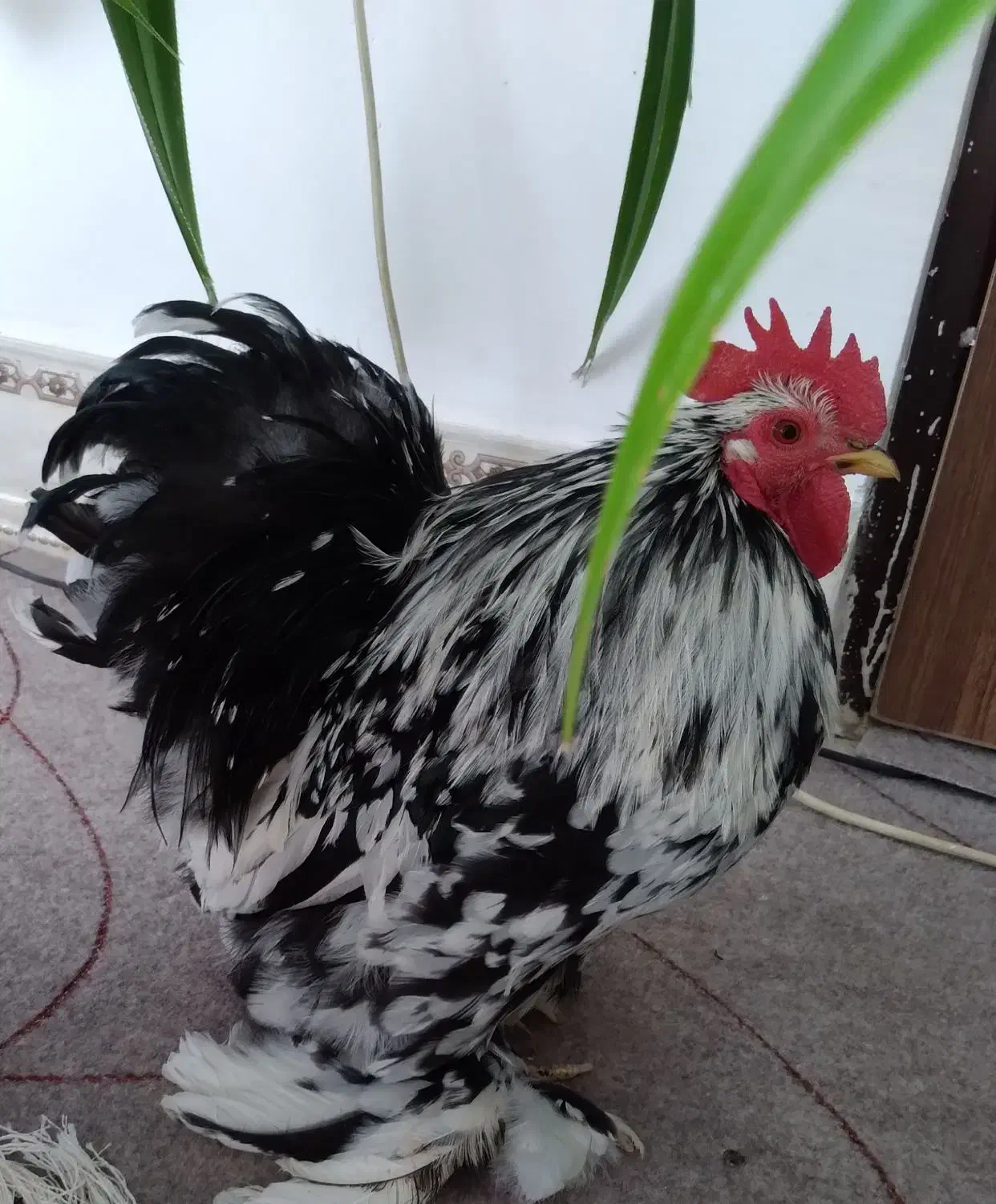 فروش خروس|حیوانات مزرعه|خمینی‌شهر, |دیوار