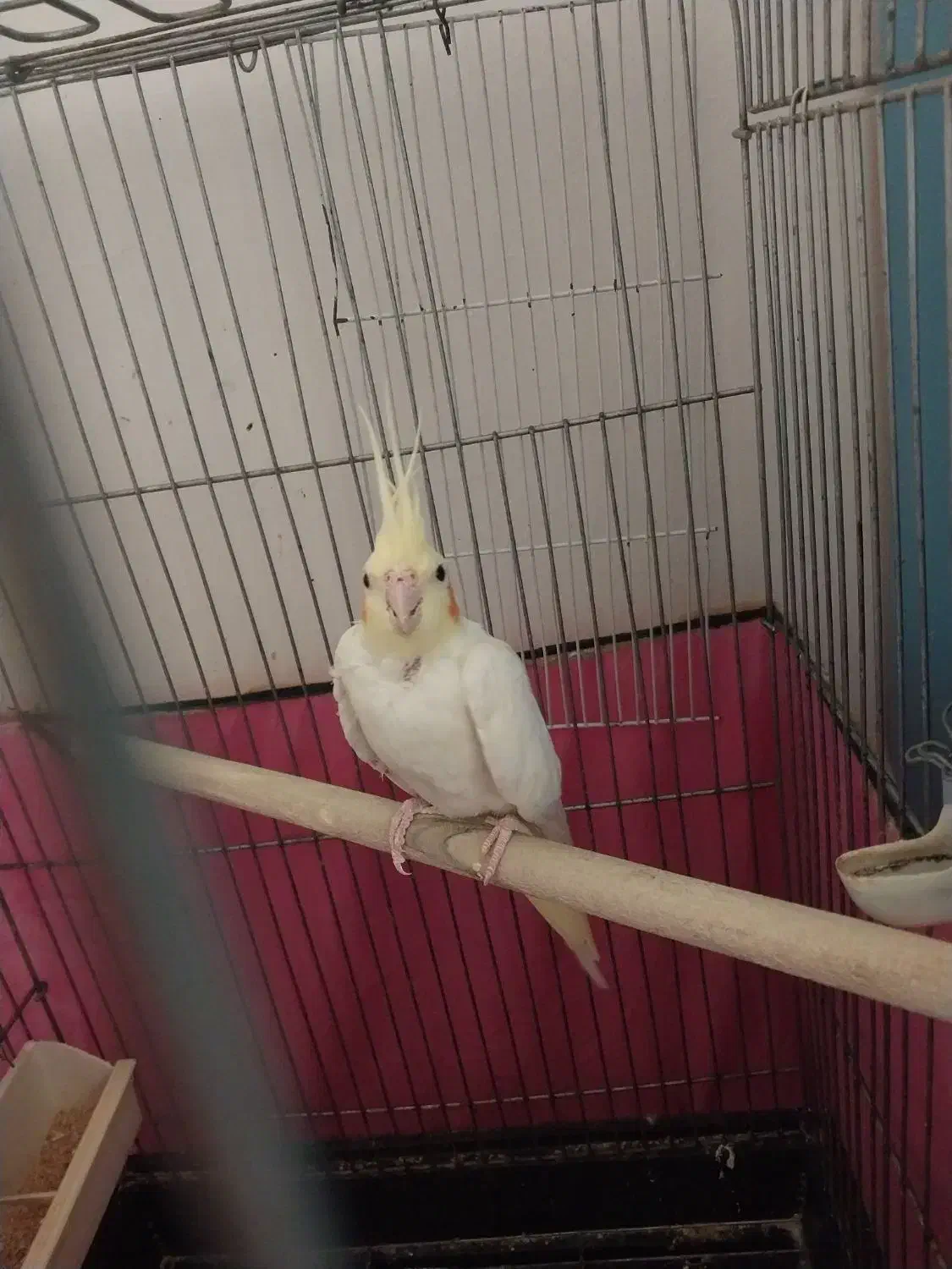 عروس هلندی ماده|پرنده|پاکدشت, پاکدشت (مامازند)|دیوار