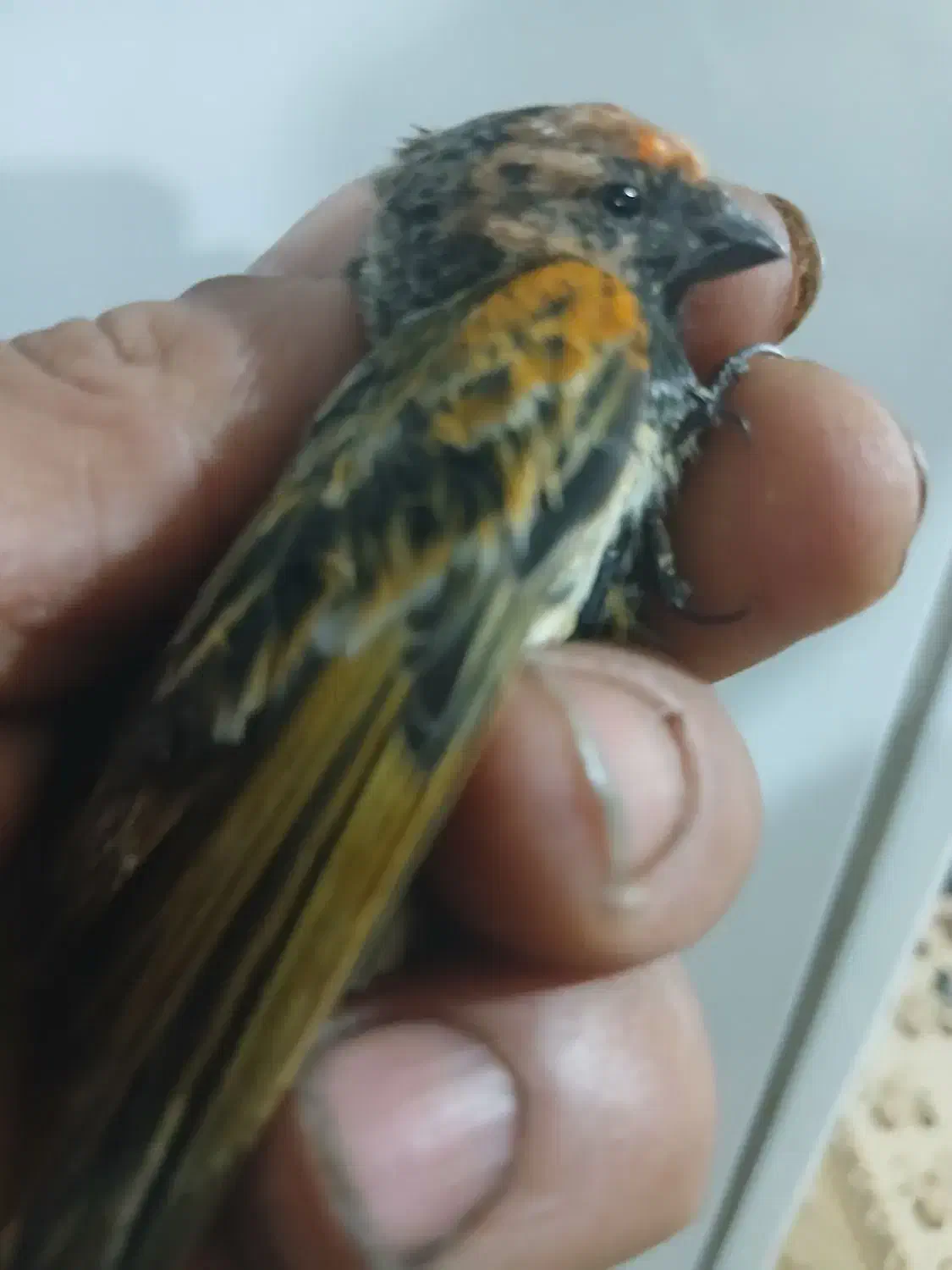 جوجه سهره نره قفسی و جوجه سهره گلبسر نر|پرنده|قزوین, |دیوار