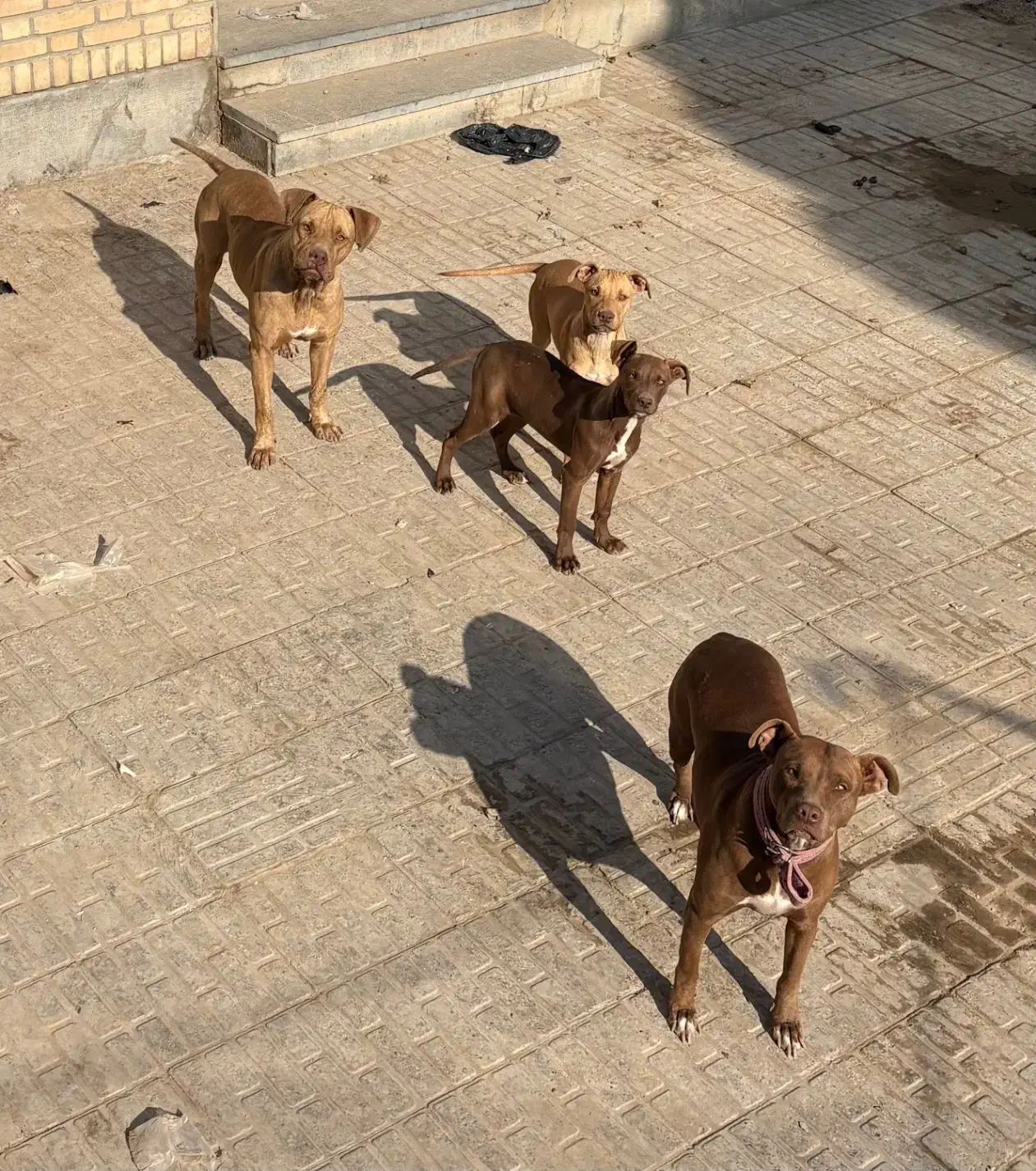 پیتبول پیت بول|سگ|مشهد, عبادی|دیوار