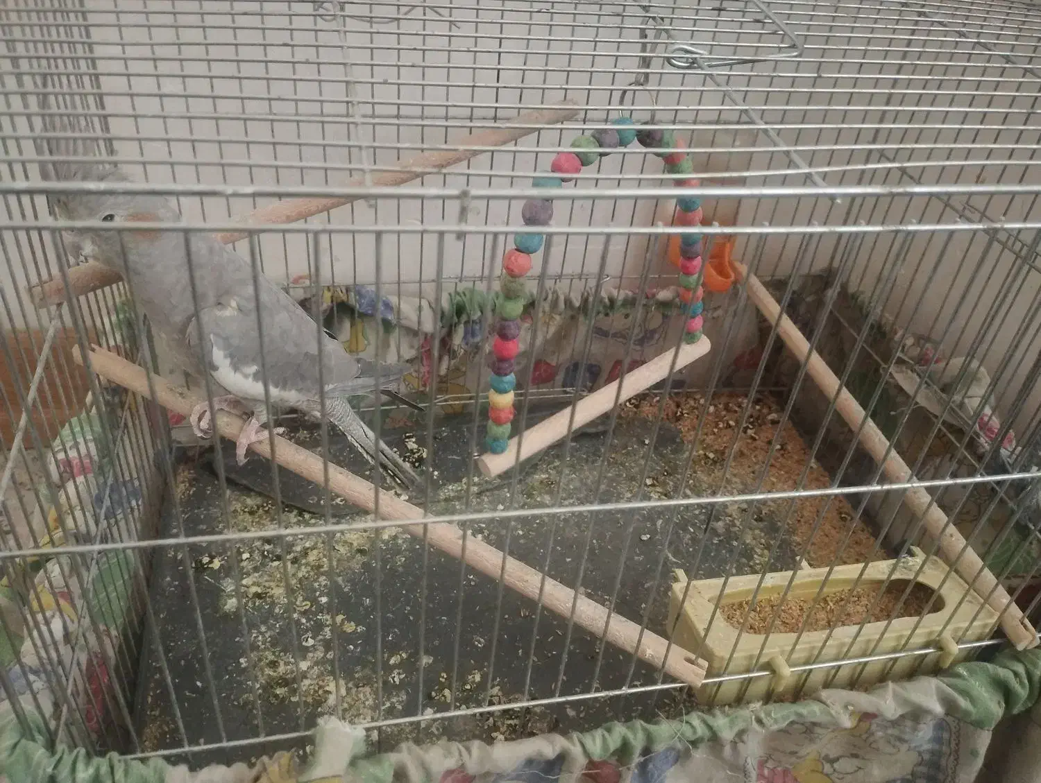 عروس هلندی|پرنده|فولادشهر, مسکن مهر فولادشهر|دیوار