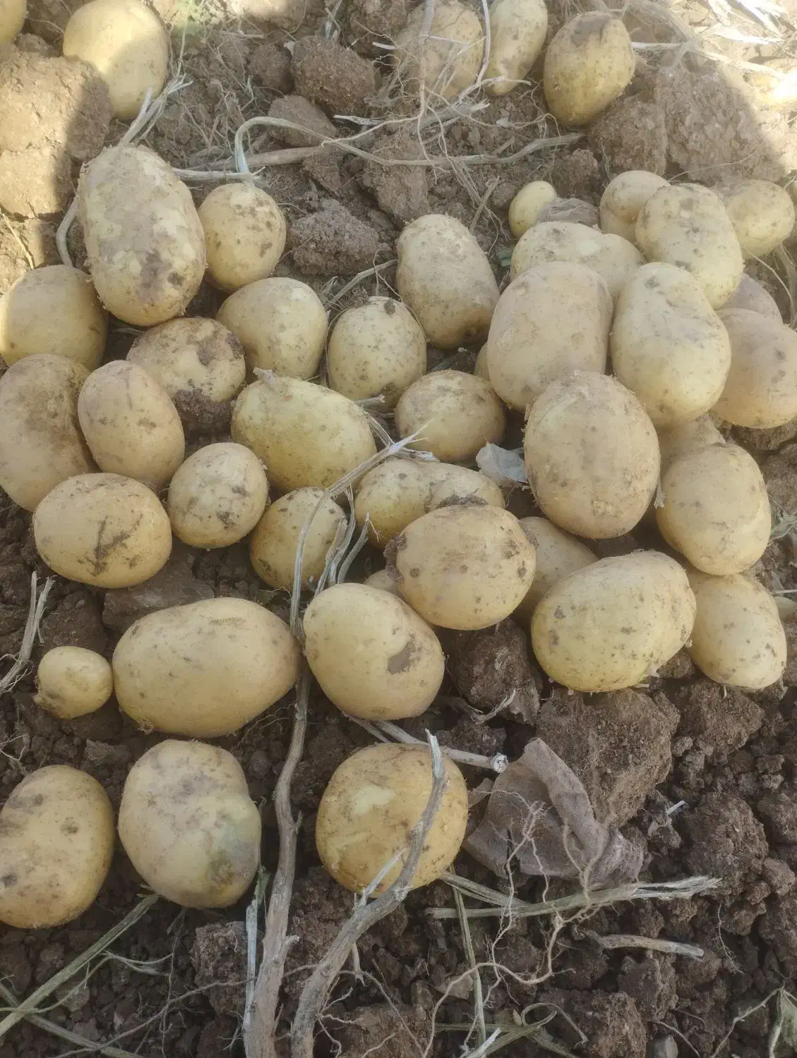 سیب بذری جلی 401وارداتی خوش قالب|خوردنی و آشامیدنی|رزن, |دیوار