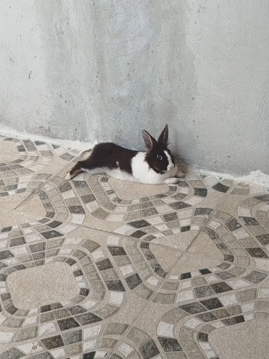 خرگوش|موش و خرگوش|شاهین دژ, |دیوار