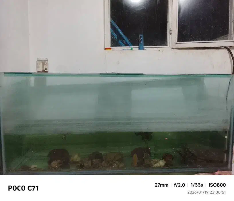 آکواریوم باماهی|ماهی|بومهن, |دیوار