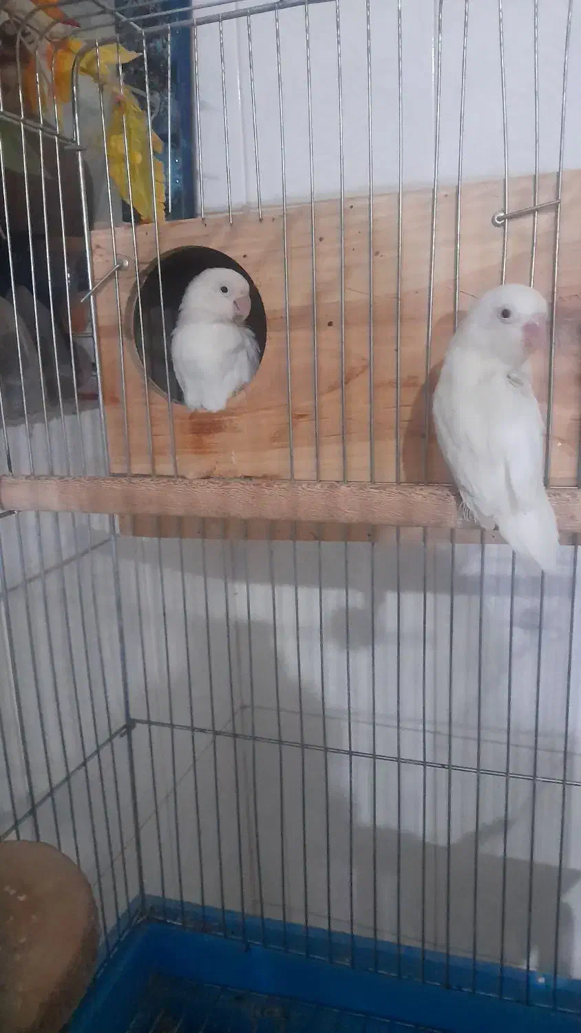 ِیه جفت کوتوله برزیلی سفیدنروماده|پرنده|شیراز, محراب|دیوار