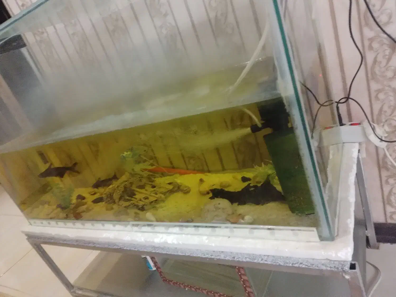 آکواریوم+ماهی و لوازم|ماهی|قوچان, |دیوار