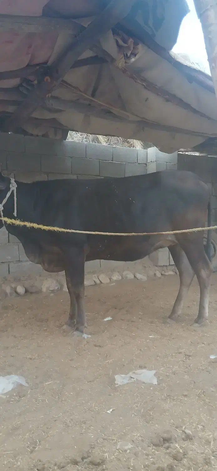 گاوابستن۶ماه|حیوانات مزرعه|قلعه قاضی, |دیوار