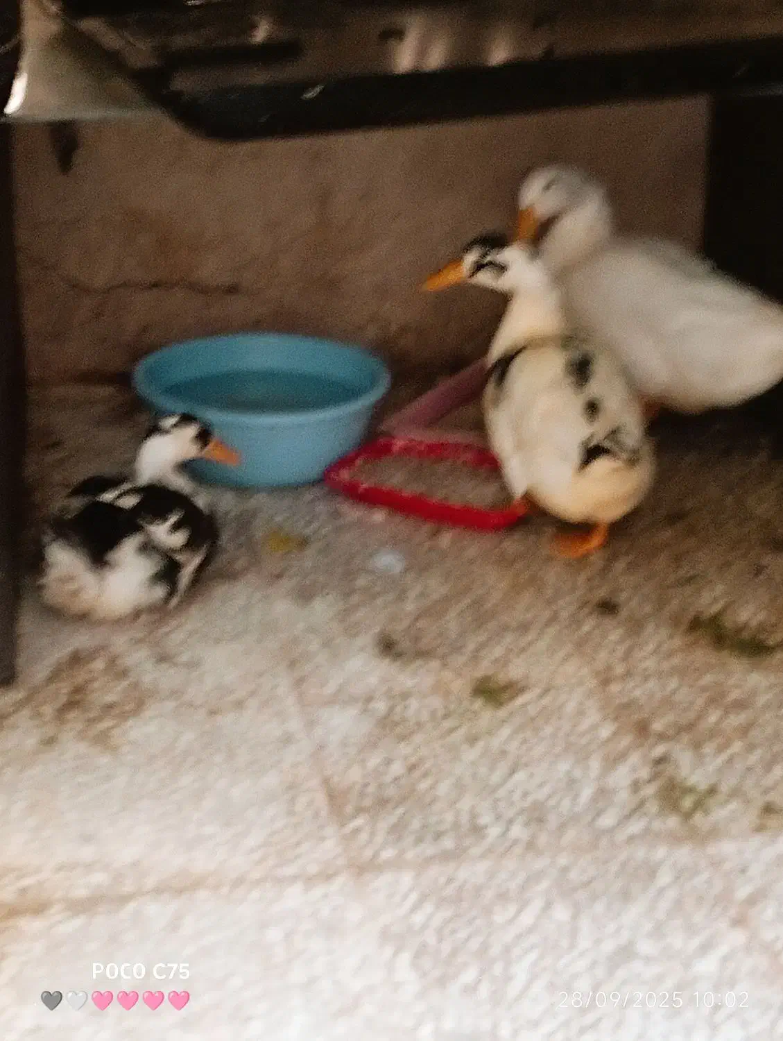 اردک|حیوانات مزرعه|قم, حاج خلیل|دیوار