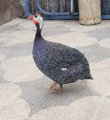 مرغ شاخدار خانگی بالغ 6 ماه|حیوانات مزرعه|شیراز, دشت چنار|دیوار