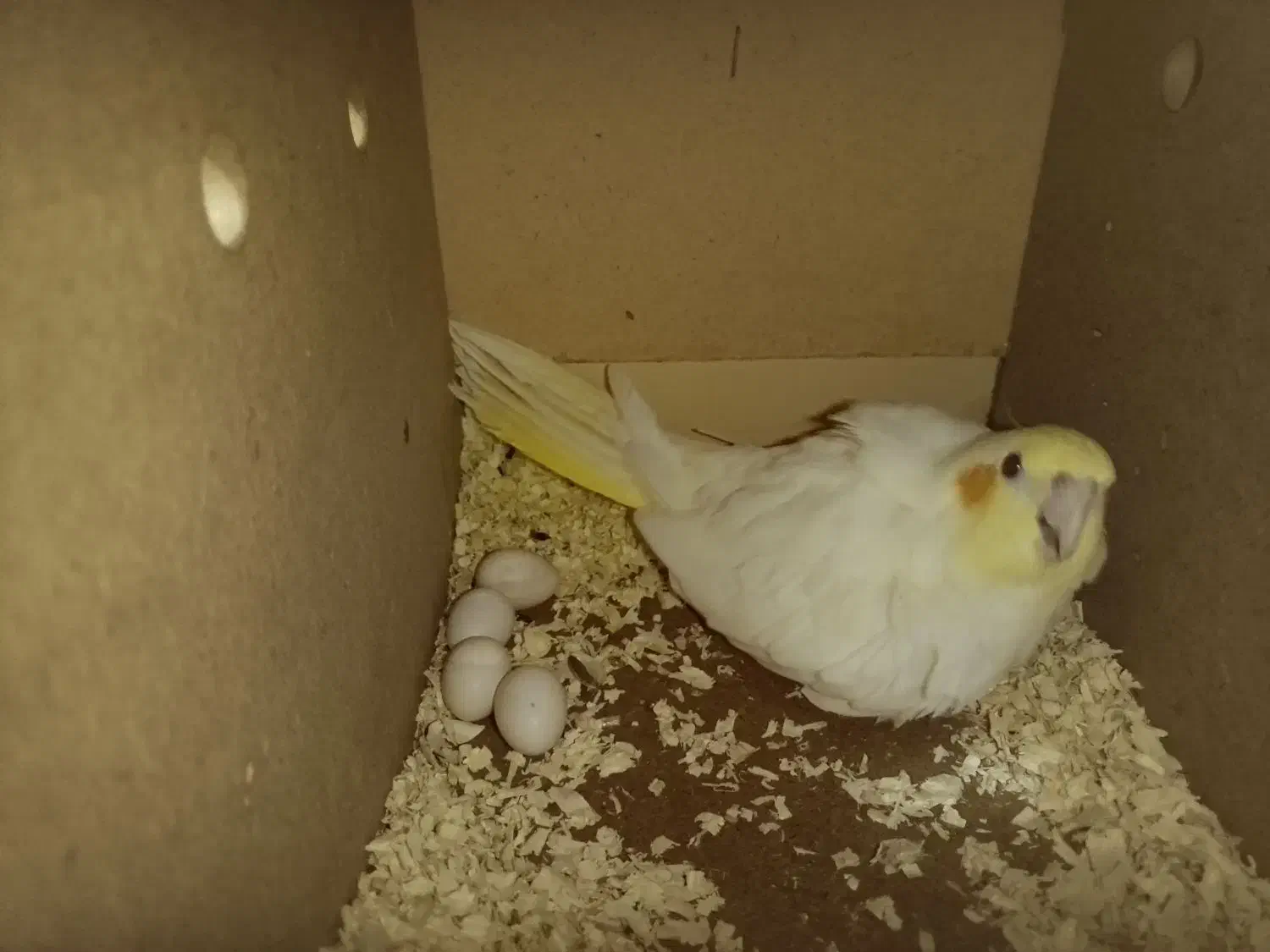 عروس هلندی|پرنده|شادگان, |دیوار