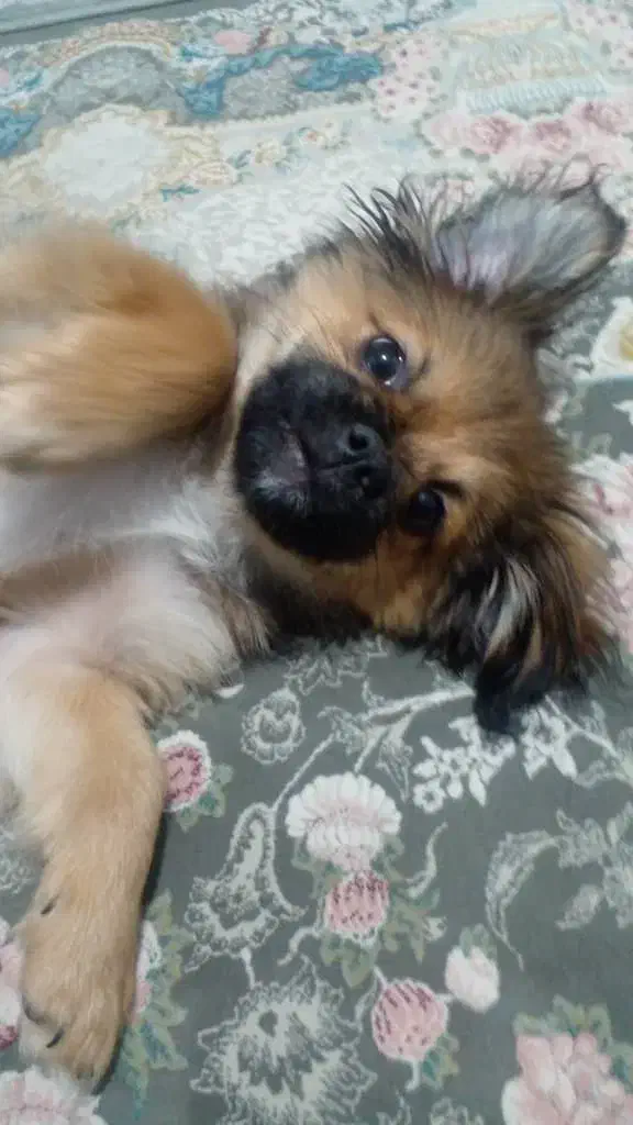 سگ پیکنز ۳ماهه نر|سگ|پردیس, فاز ۹|دیوار